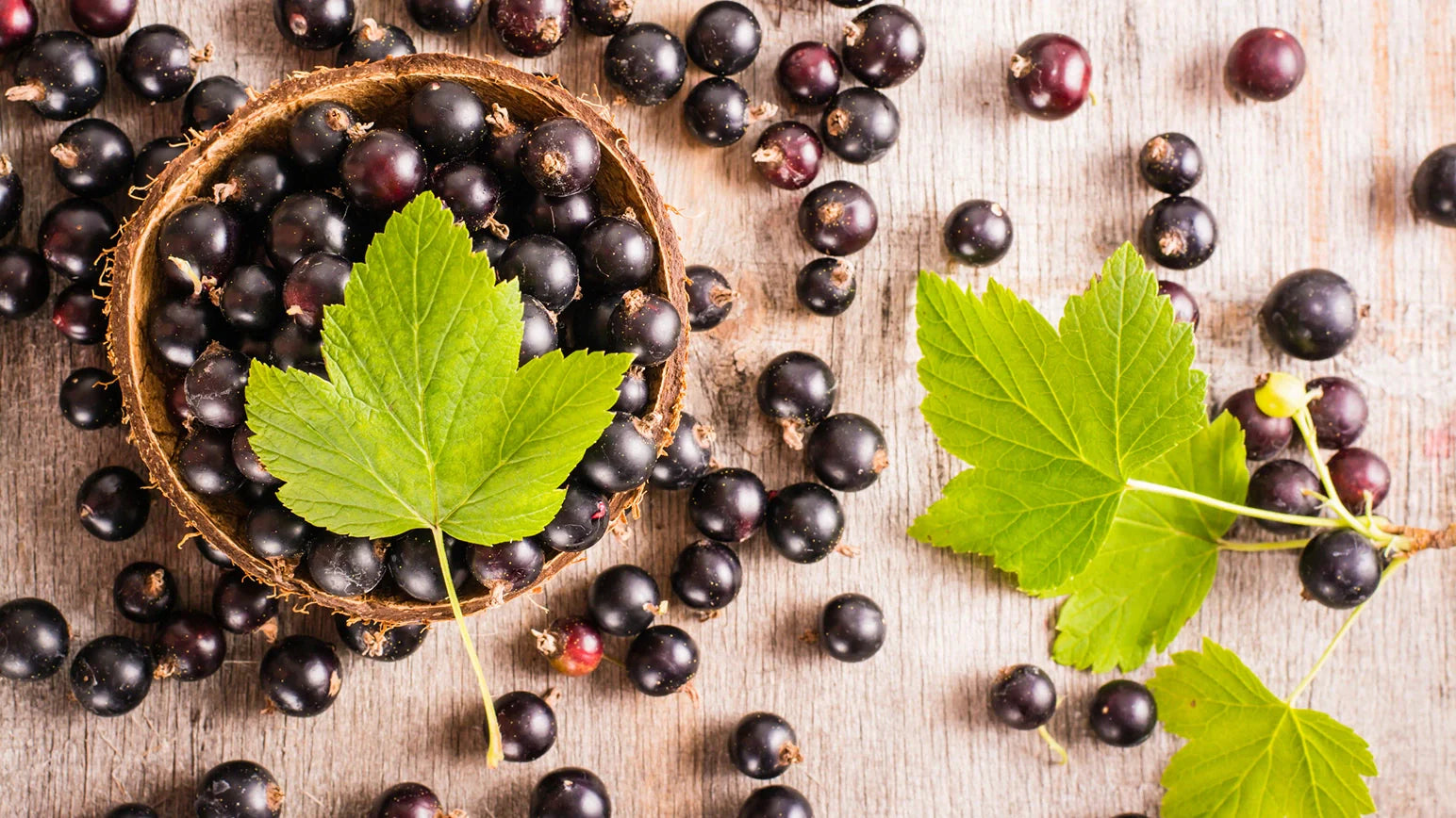 El Grosellero Negro: el ingrediente que marca la diferencia en la nueva fórmula de Colnatur® Complex