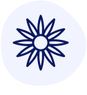 arnica