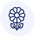 calendula
