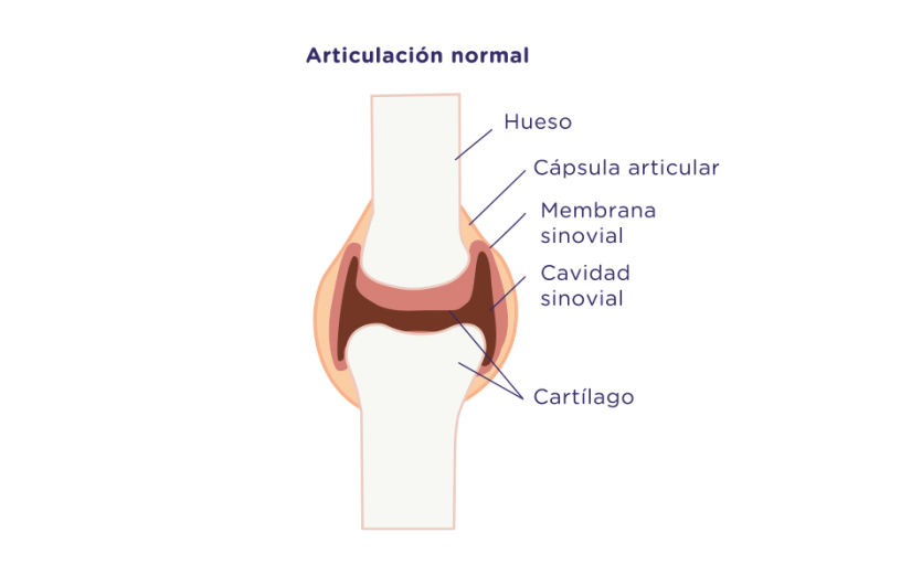 articulaciones