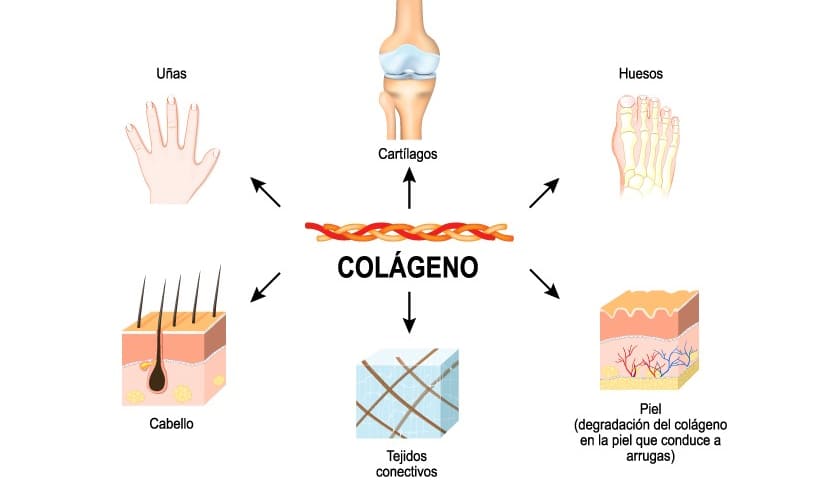 Inforgrafía para qué sirve el colágeno