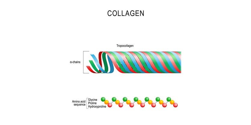 Estructura del colágeno